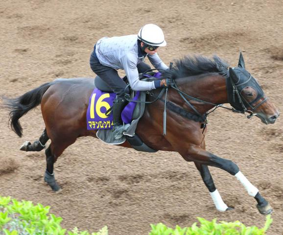【注目馬動向】マテンロウゲイルの復帰戦は古馬相手のチャレンジCに変更　鞍上は引き続き横山和生騎手