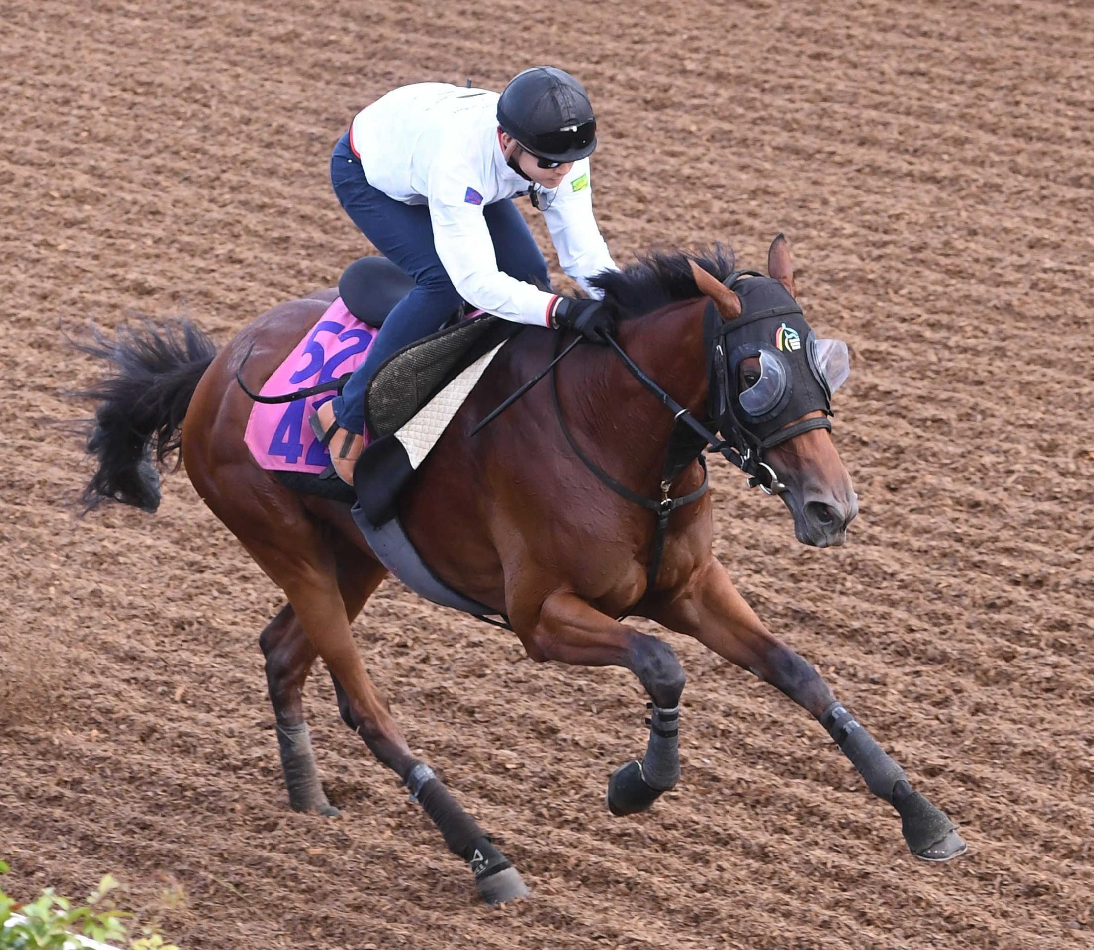 【紫苑Ｓ】ジッピーチューン　秋始動へ軽快登坂　林師「動きは前走と遜色ない」初二千も折り合い心配なし