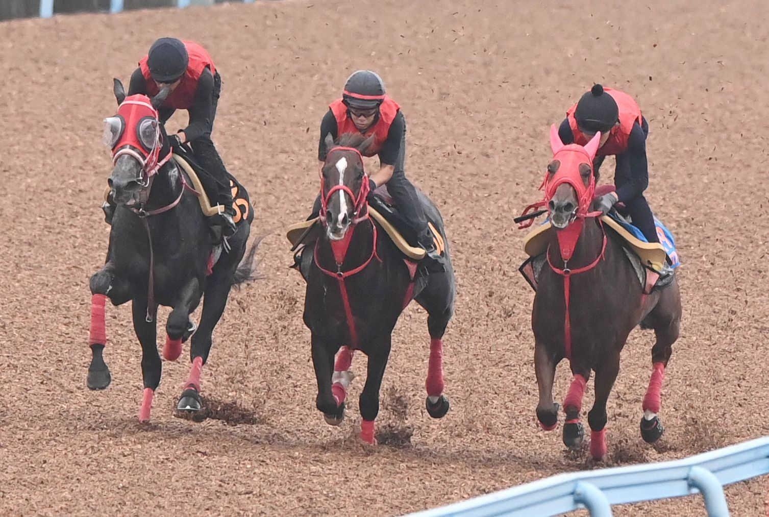 【京成杯ＡＨ】エコロブルーム　加藤征師も納得の最終追い　「言うことなし」コース、斤量考慮も太鼓判