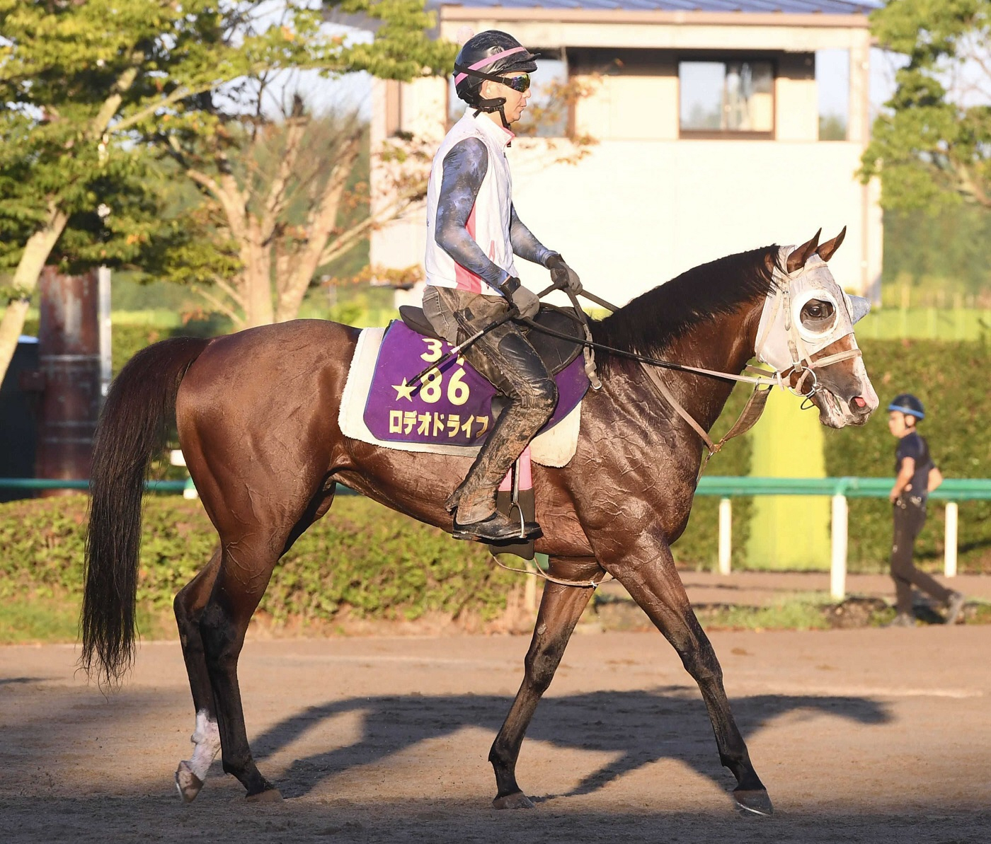 新潟記念２着のロデオドライブが右前脚の繋靱帯脚部炎症　秋Ｇ１挑戦は将来見据えて判断へ