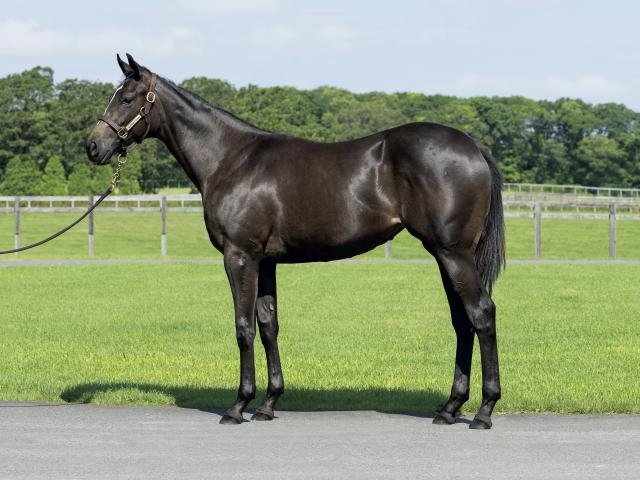 インゼルサラブレッドクラブが募集馬ラインナップ発表 注目はドウデュース半妹「ダストアンドダイヤモンズの2025」