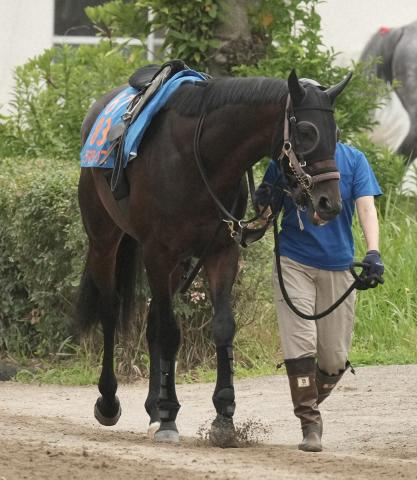 【チャレンジC】カラマティアノス　ルメールで勝負　初の阪神も「器用なので大丈夫」