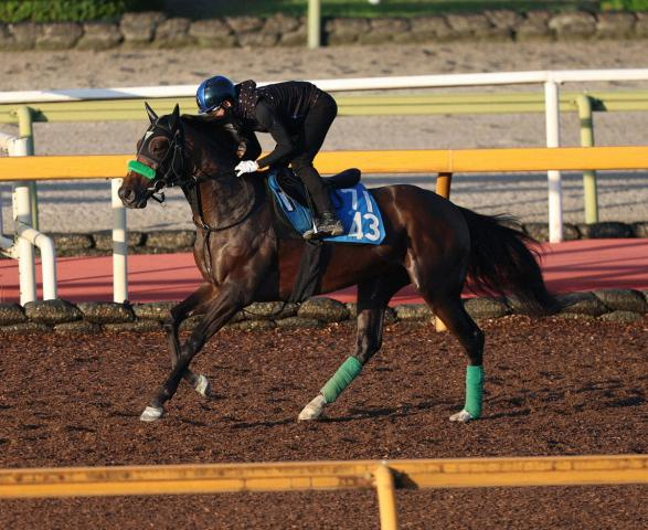 【チャレンジC】ジョバンニ　香港経験プラス　心身ともに充実ムード「筋肉が付いてきた」