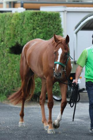【ローズS】スウィートハピネス　フォーム豪快に　北出師「本番を見据えた競馬を」