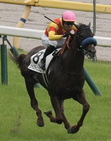 【セントライト記念】ジャスティンシカゴ急成長　宮田師も驚き「以前とは別馬」