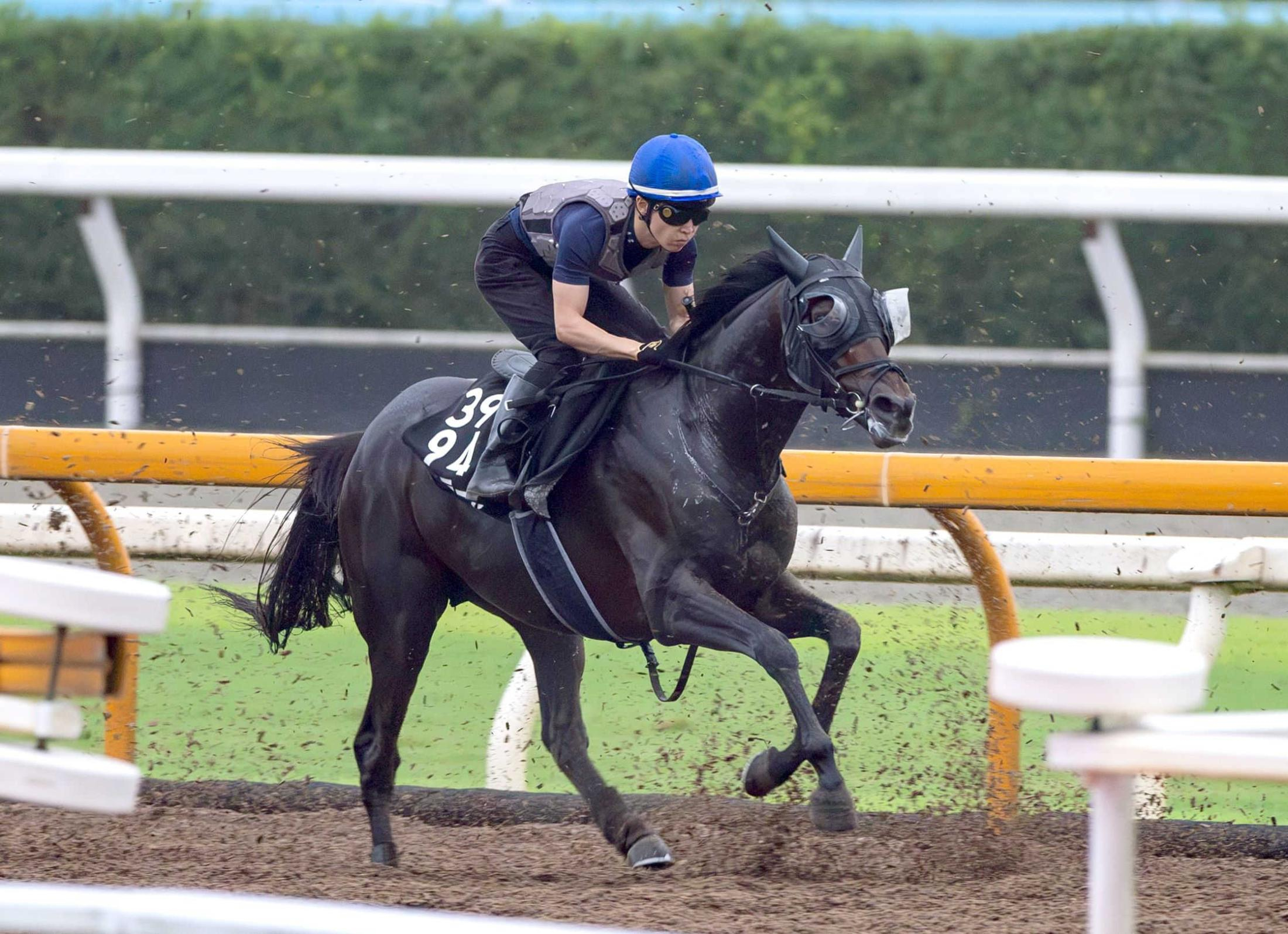 【セントライト記念】バステール　逆襲の秋へ　夏経てイッキに成長！　３頭併せ遅れも斉藤崇師不安なし「息遣いは合格点」