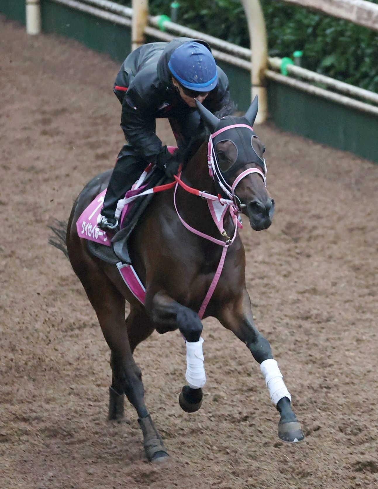 【ローズＳ】タイセイボーグ　成長実感　仕上がり上々、休養経て大人に　松下師も期待「最後はひと脚を使ってくれる馬」