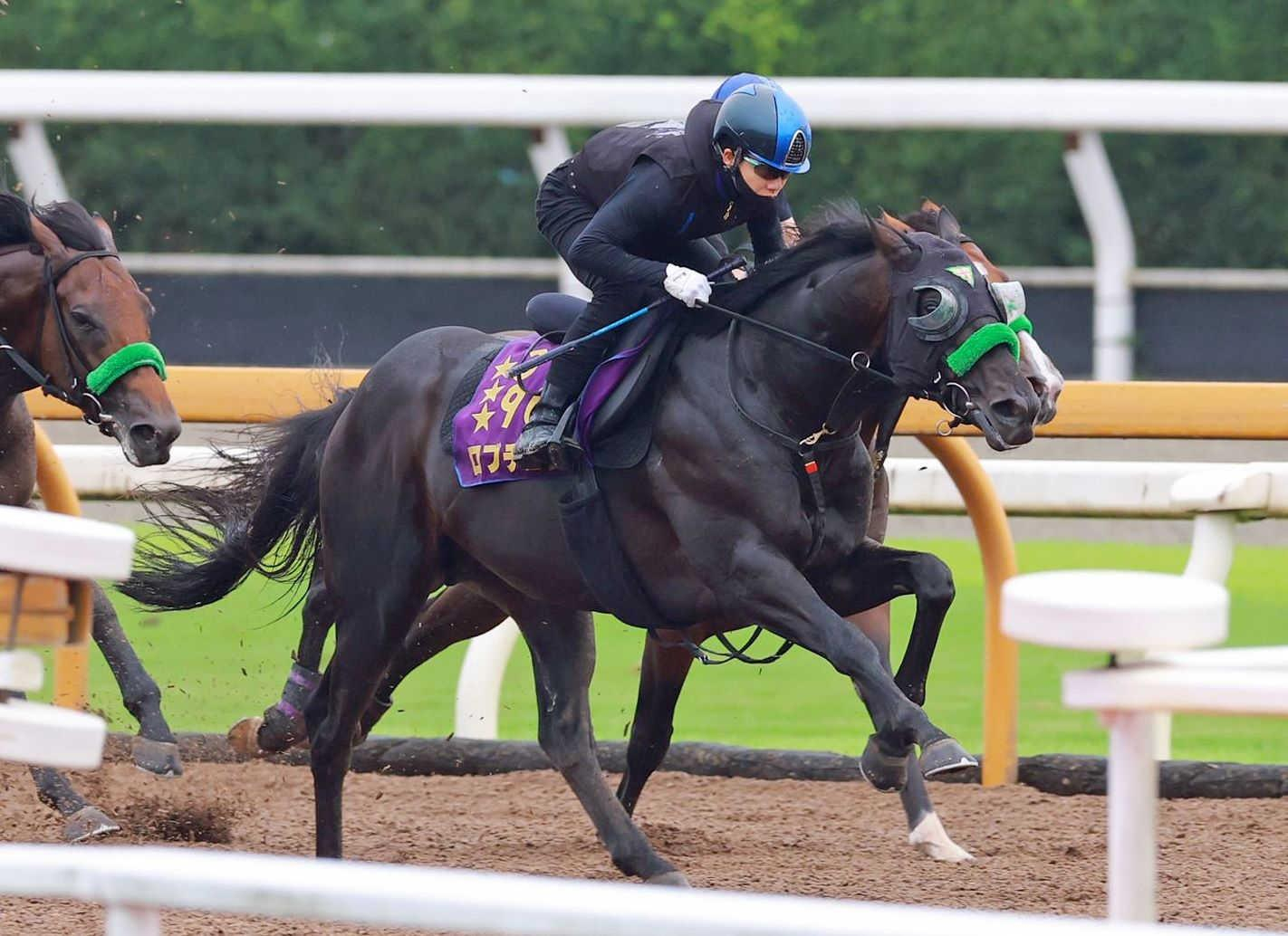 【神戸新聞杯】ロブチェン　手応え十分　松山「落ち着きがあっていい形」　初の阪神も問題なし