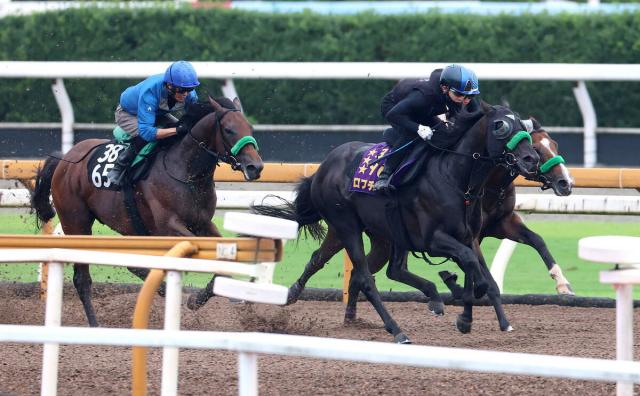 【神戸新聞杯】2冠馬ロブチェン、不良馬場で11秒7とさすがの動き　杉山晴調教師「改めてすごい馬」