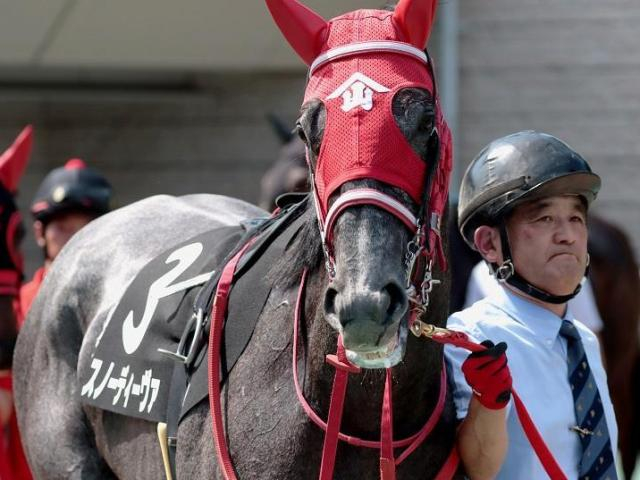 芦毛の良血スノーディーヴァ 1年ぶりの平地戦だ