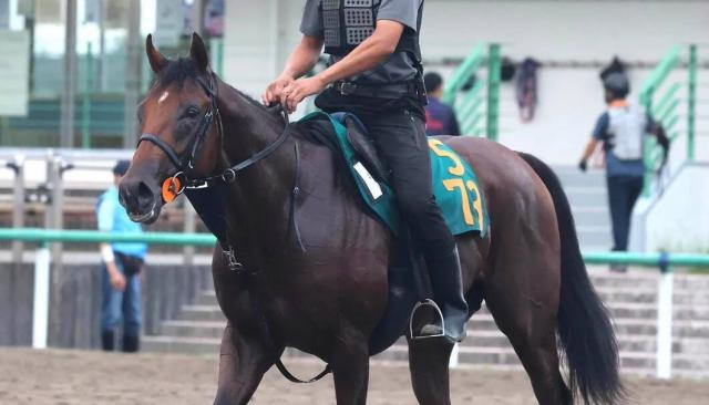 【中山6R・2歳新馬】単勝1・4倍の断然人気馬がまさかの馬券圏外　積極策のレーヴデリオンは4着どまり