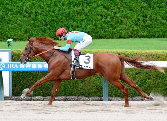 【阪神6R・2歳新馬】1番人気エピドゥブレが2馬身半差の快勝　西村淳也騎手「ゲートだけですね…それ以外はすごく優等生」