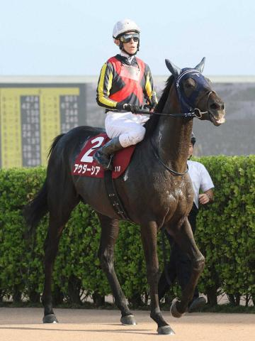 【セントライト記念】アウダーシア3着　力見せた実績馬　手塚久師「内容は良かった」