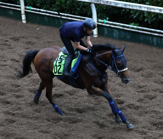 【野路菊S】ジーティーサクラ　連勝街道を歩む　吉岡師「10キロ増で順調に成長」
