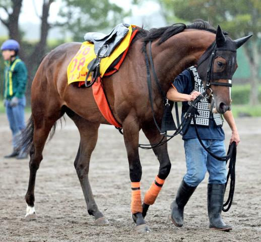 【オールカマー】エセルフリーダは中山牝馬S勝利から6か月半ぶり実戦　武藤調教師「理想的な体重で出られそう」