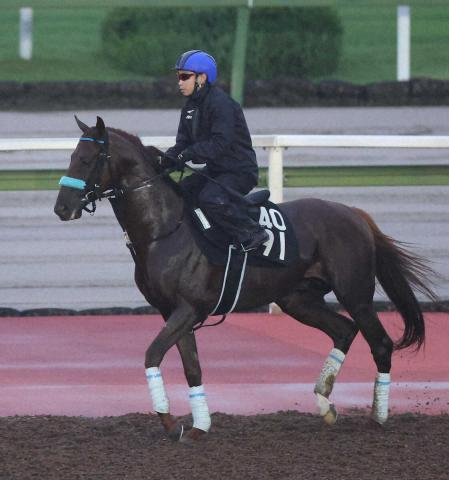 【神戸新聞杯】ショウナンハヤナミ、骨折癒え復帰戦　1週前追いは躍動
