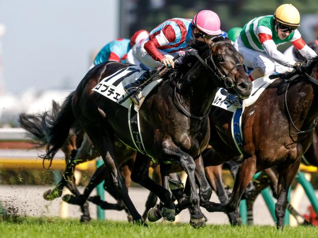 【神戸新聞杯展望】ロブチェンが三冠制覇へ弾みをつける