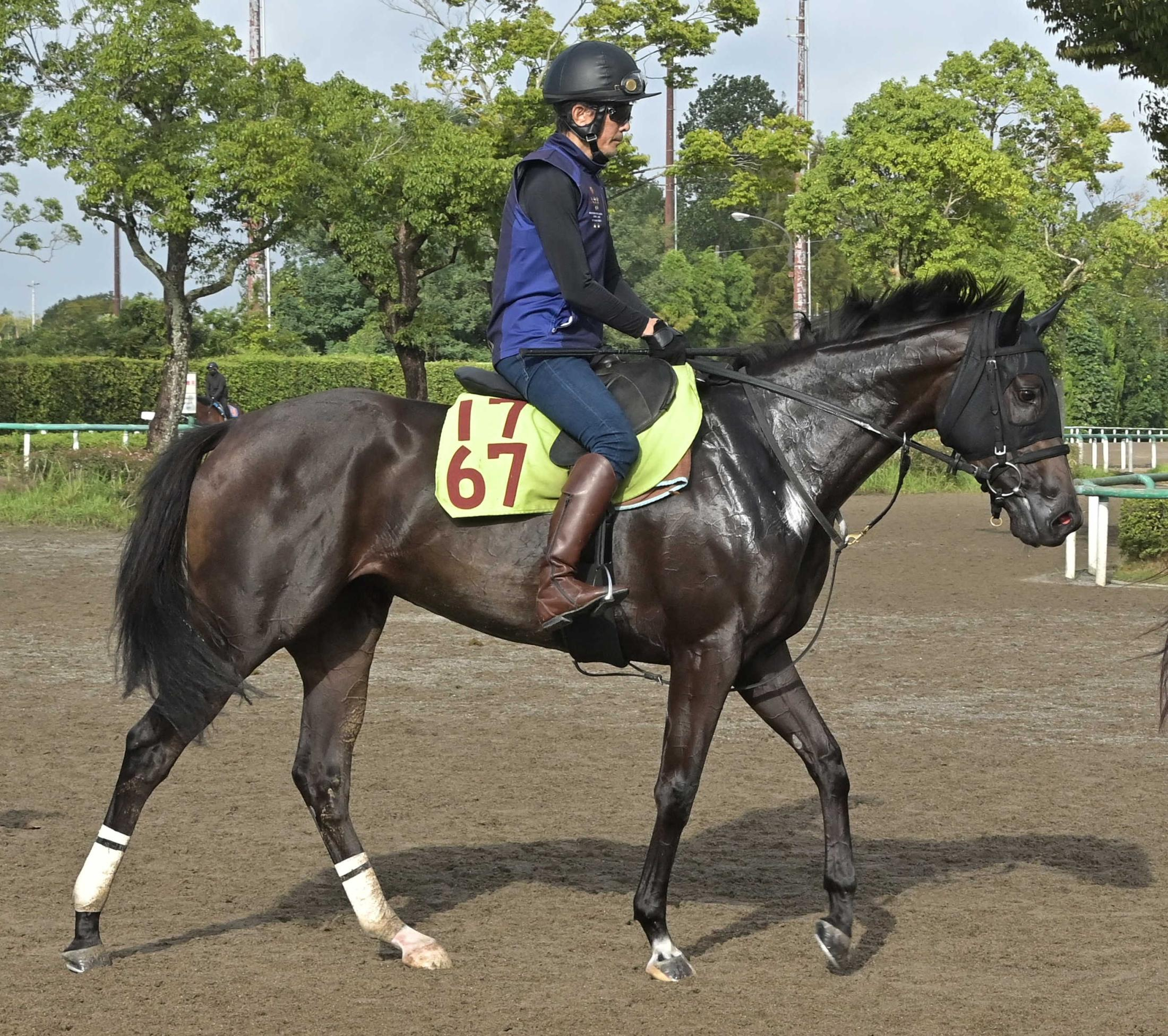【新馬戦】プルヴィナル　栗田師「軽い走りをする馬で距離も持ちそう」　母は牝馬クラシックで上位争いを演じたクルミナル