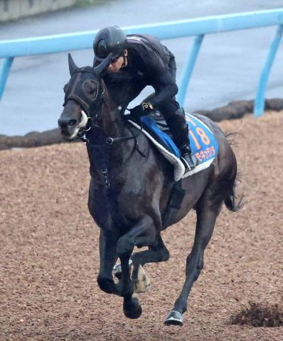 【オールカマー】現役屈指の“中山巧者”コスモキュランダが昨年8着の雪辱へ　加藤士津八調教師「問題なく順調です」