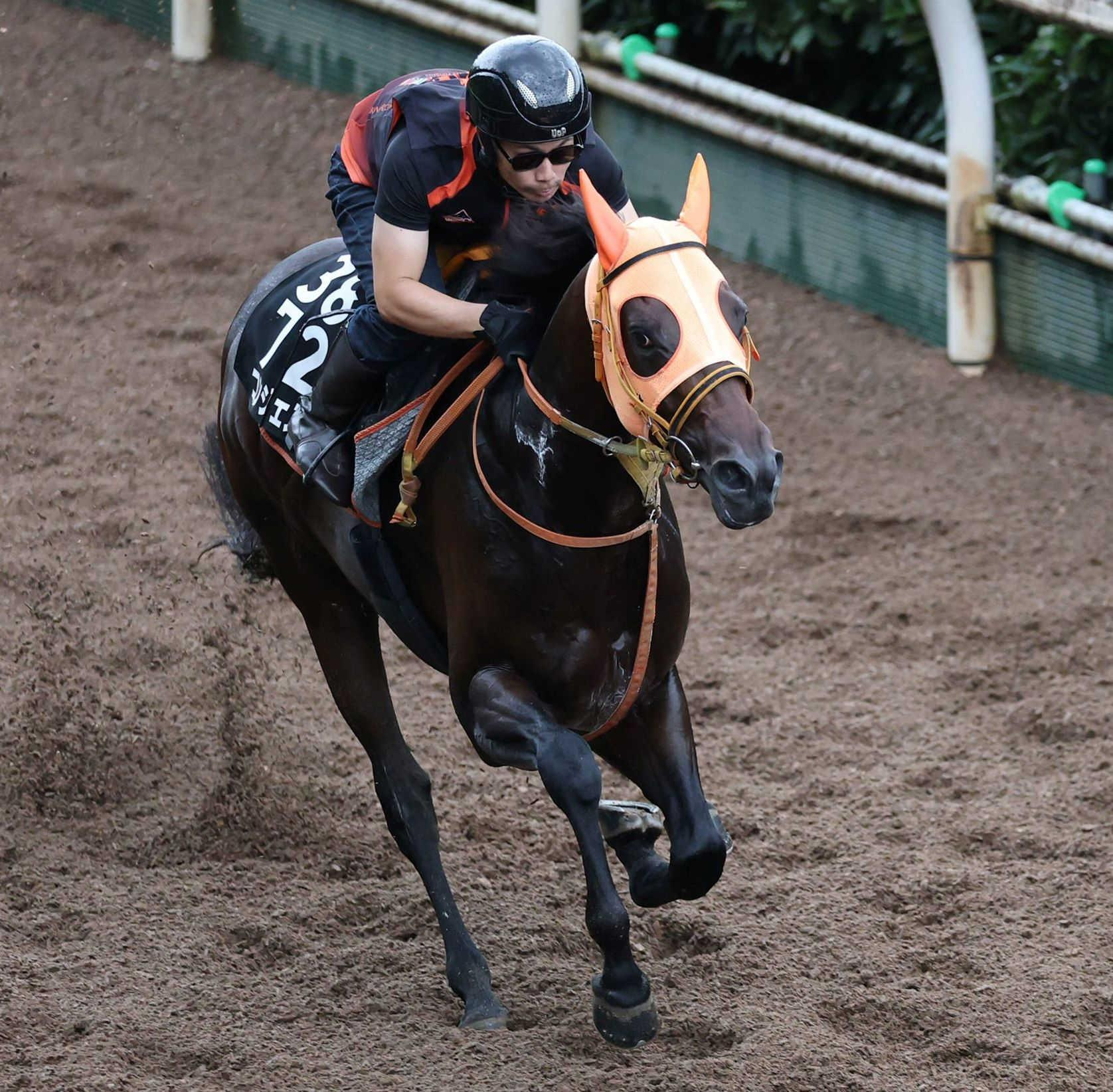 【神戸新聞杯】コンジェスタス　最終追いは合格点　高野師「馬場悪くてもしっかり走れた」　前哨戦へ「距離は問題ない。楽しみ」