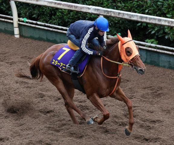 【スプリンターズS一週前追い】スターアニス　ルメールと初コンビで好感触　高野師「スケールの大きな馬」