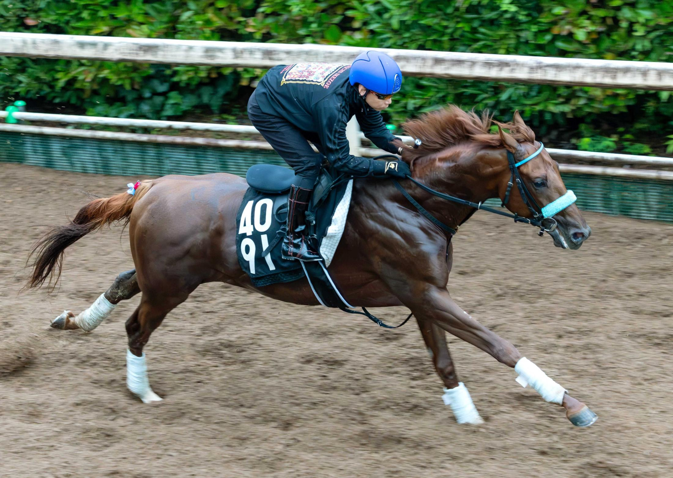 【神戸新聞杯】ショウナンハヤナミ　初コンビ池添を背に軽やか登坂　長欠明けでも準備ＯＫ　渡辺師「重賞レベルの力ある」
