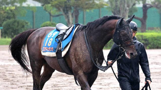 【オールカマー・金曜気配】コスモキュランダは2年半ぶりの勝利へ虎視たんたん　加藤士師「仕上がりは問題ないと思います」