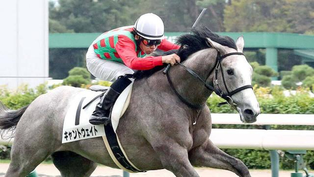 【オールカマー・金曜気配】ゴールドシップ産駒キャントウェイトが最終調整　陣営は「悪い馬場は大丈夫」と雨馬場歓迎　