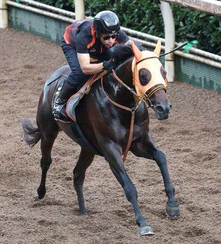 【神戸新聞杯・日曜気配】春は一戦ごとに馬体減のコンジェスタスは大きく馬体増で出走へ　高野調教師「今回は増えて出せると思います」