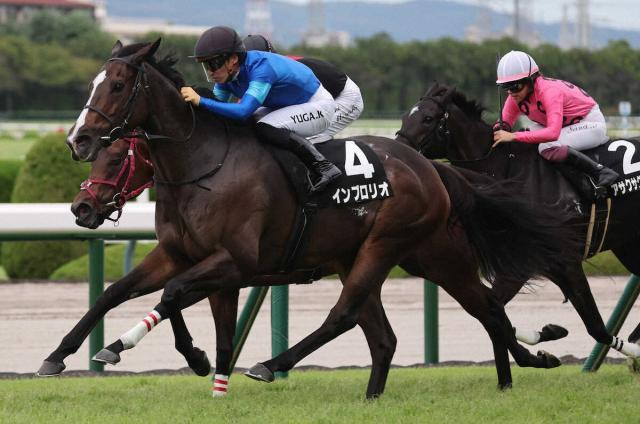 【道頓堀S】インブロリオ　連勝でOP入り　吉村師「まだ成長している」