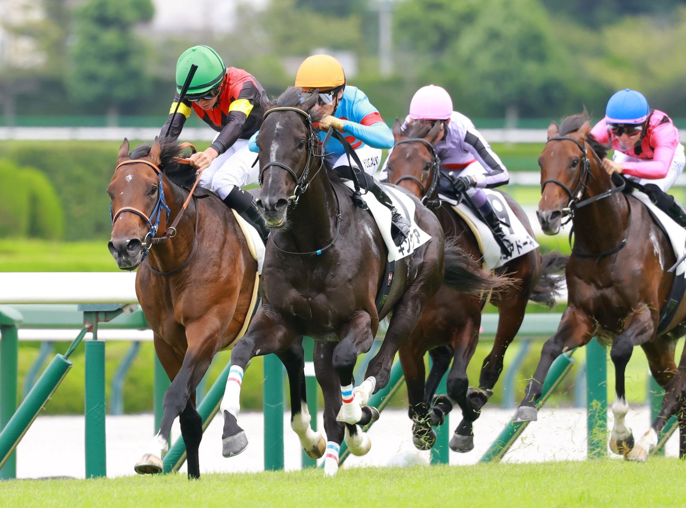 【新馬戦】キングリア　決め脚発揮で初陣快勝　川田「両親に似てとても気難しいですが、能力があるのは間違いない」