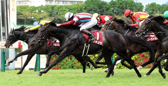 【神戸新聞杯】ロブチェンが3冠へ視界良好　松山弘平騎手「もう一段階良くなってくれる」