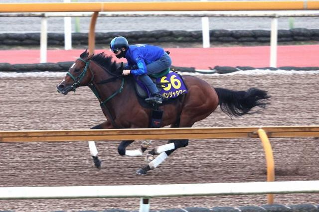 【スプリンターズS】パンジャタワー、叩いて状態UP　松山の継続騎乗を信頼