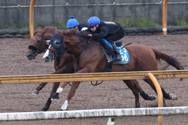 【シリウスS】昨年2着のサイモンザナドゥはパワフルな伸び脚披露　小林調教師「馬は充実していますね」
