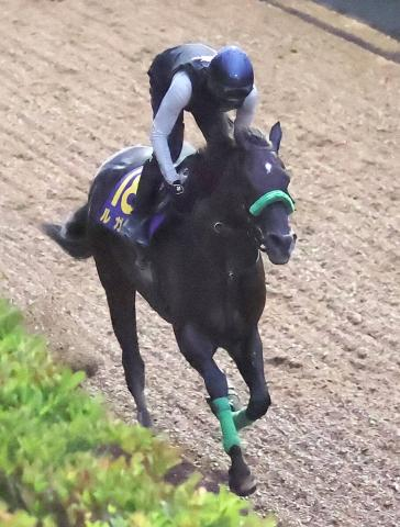 【スプリンターズS】24年覇者ルガルは坂路で機敏に54秒2―12秒0　杉山晴調教師「このぐらい出ていれば十分かな」