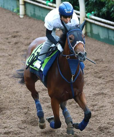 【注目馬動向】野路菊S3着のジーティーサクラは北村友一騎手とデイリー杯2歳Sへ　神戸新聞杯激走のシートゥサミットは菊花賞