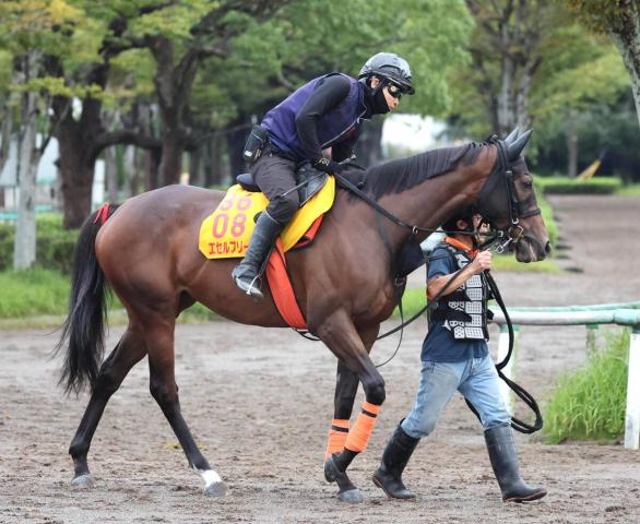 【注目馬動向】オールカマー9着のエセルフリーダは予定通りエリザベス女王杯へ