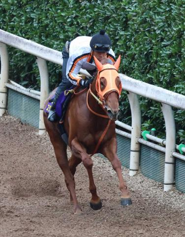 【スプリンターズS】(9)スターアニス　坂路で気配良く　雨予報も高野師「こなしてくれると思う」