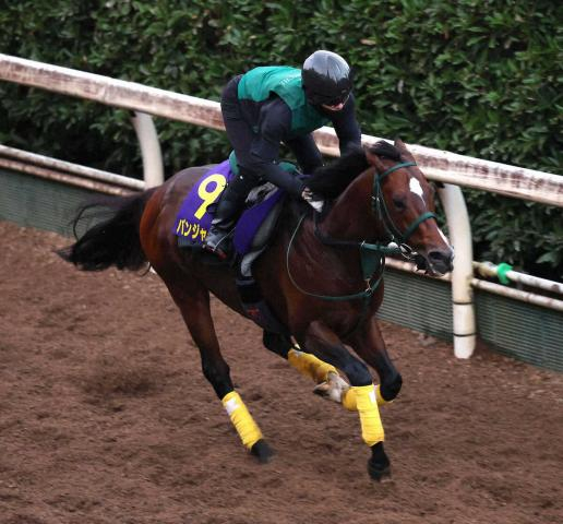 【スプリンターズS】パンジャタワー自在脚で戴冠　速い流れにも対応　外の3頭が徹底先行で激流誘発