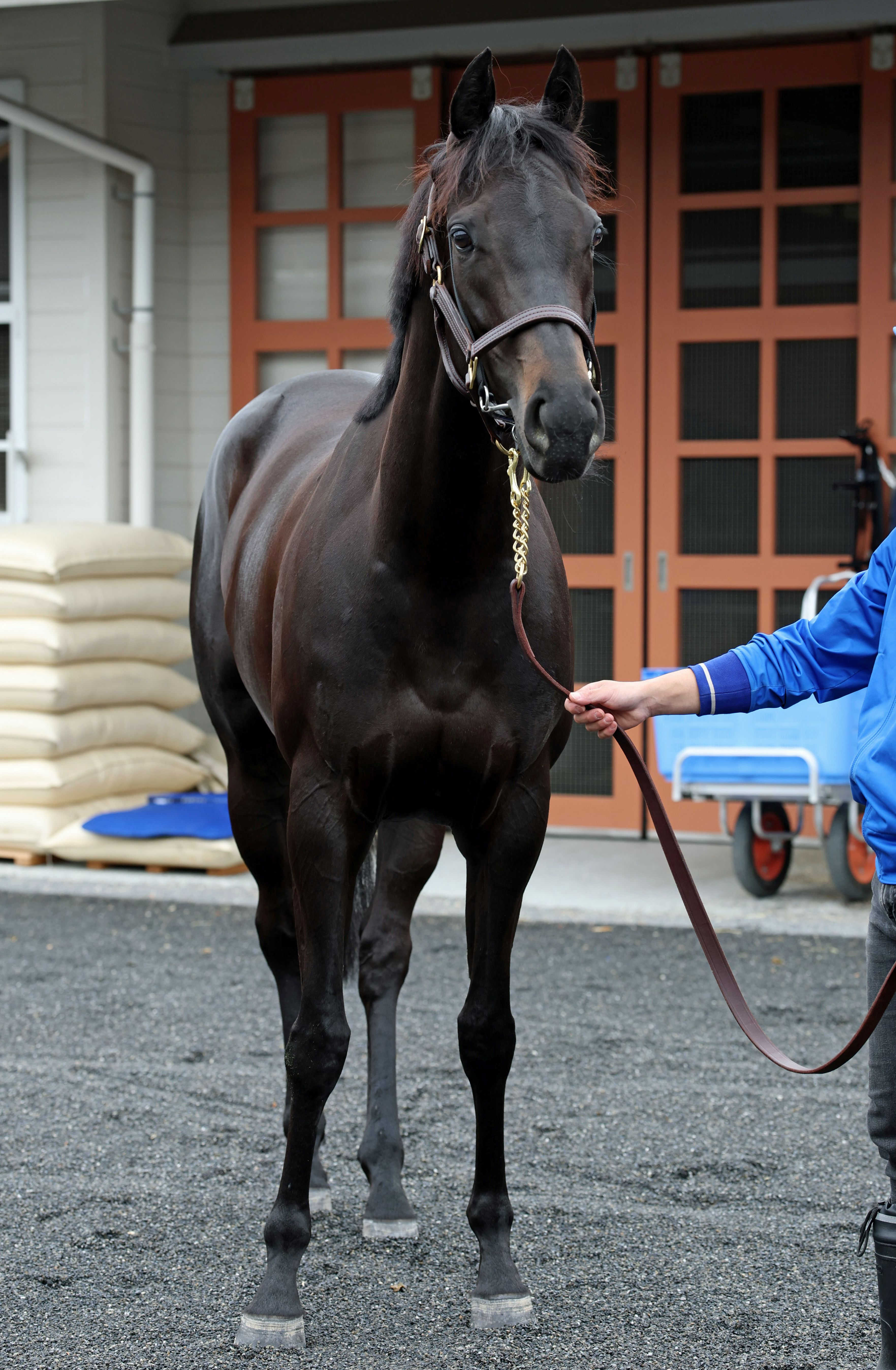 【スプリンターズＳ】アイサンサンは１枠２番　橋田師「与えられた枠で頑張るだけ」　雨予報も歓迎