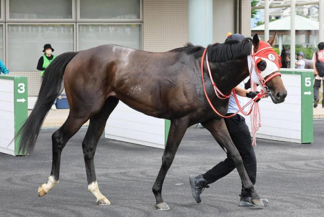 【26日の注目・阪神8R】“億超え馬”が続々　セレクト3億3000万円&3億円馬に1億7000万円馬がマッチアップ　勝ち上がるのは…