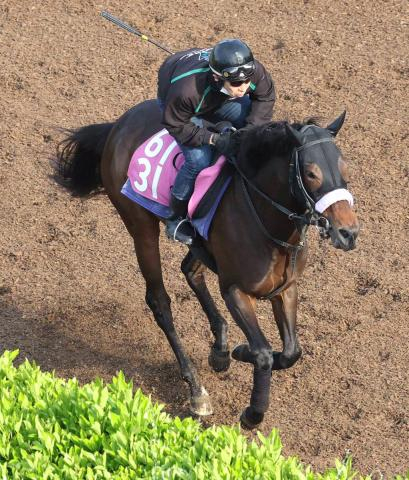 【26日の注目・阪神6R】「最強の1勝馬」エタリオウの産駒ララオウが父が届かなかった2勝目を目指す　