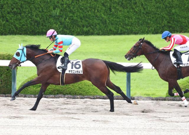 【阪神6R・2歳新馬】叔父に重賞2勝馬を持つヤマニンガルブが大外強襲V　田口貫太騎手「最後もすごい脚でした」