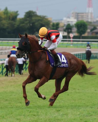 【スプリンターズS】三浦皇成騎手「本当に理想通りの流れ」も9歳馬ウインカーネリアンは6着で連覇ならず