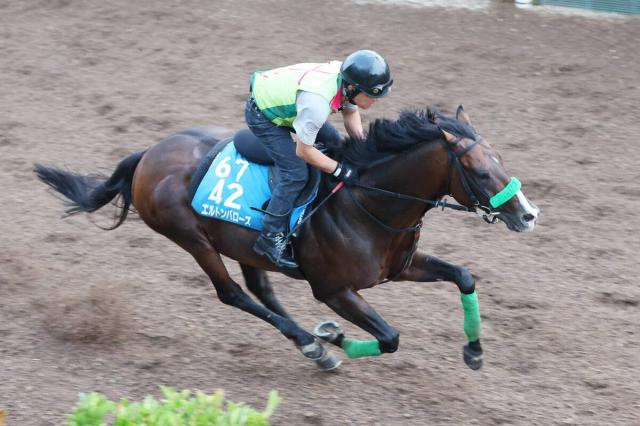 【毎日王冠・理貴の特注馬】4年連続出走のリピーター・エルトンバローズが3年ぶりVへ　別定戦で魅力十分