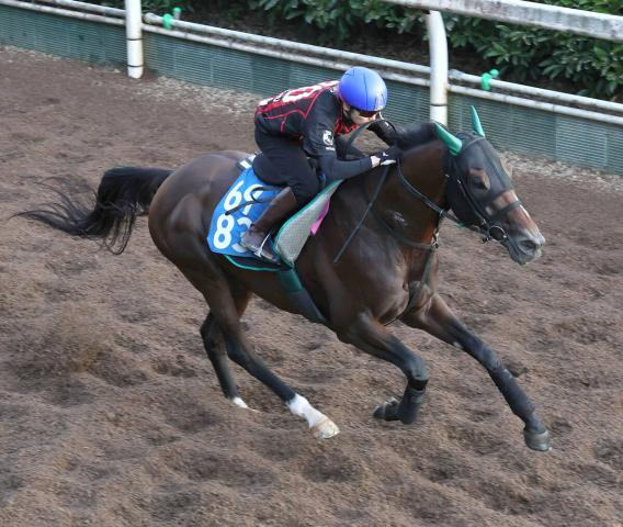 【京都大賞典・ヤマタケの特注馬】凱旋門賞ウィークにキズナ産駒　実は長距離で中身濃い走りを続けてきたサヴォーナの激走!