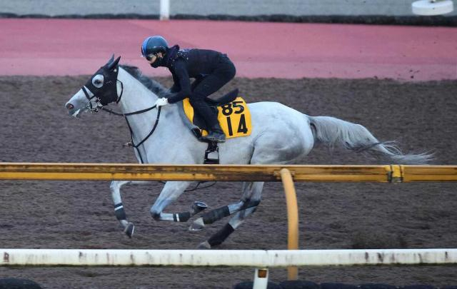 【京都大賞典】アクアヴァーナル　松山背に弾んだ　四位師「騎手の表情も晴れやか」