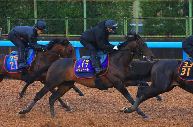 【京都大賞典】ヘデントール　強めに3頭併せ　太田助手「スムーズにギアを上げていけるかが好走の鍵」