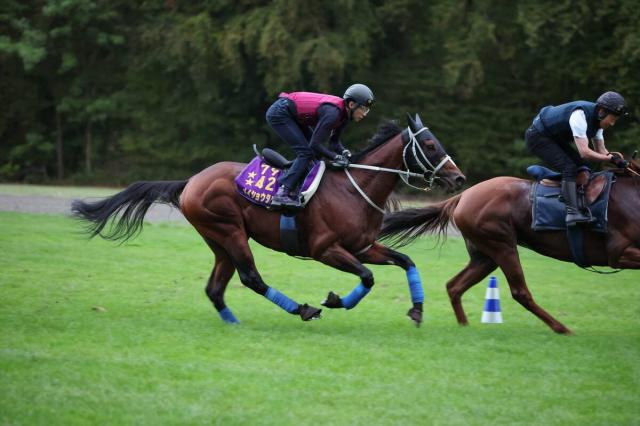 【凱旋門賞】武豊騎手騎乗のメイショウタバルは13番ゲートに決定　アドマイヤテラは12番