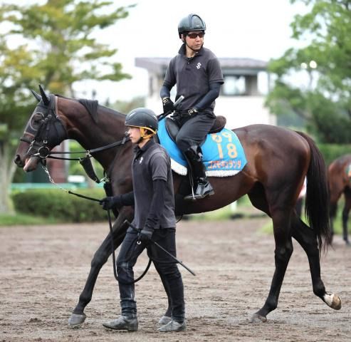 【注目馬動向】オールカマー11着のコスモキュランダは2年連続で天皇賞・秋参戦へ